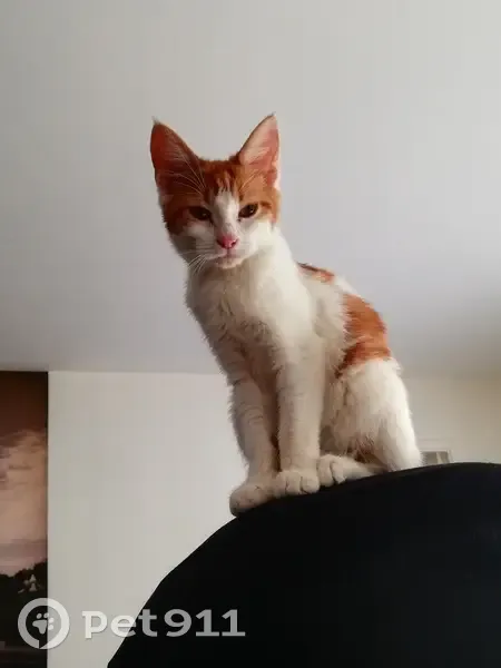 Chatte rousse trouvée à Lesneven - photo