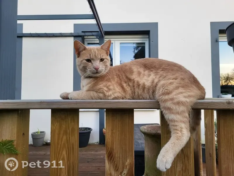 Stanley, chat câlin disparu - photo