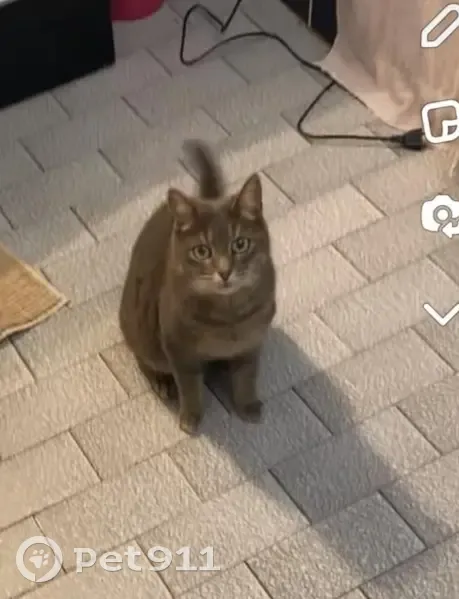 Chatte grise Fifille perdue - photo