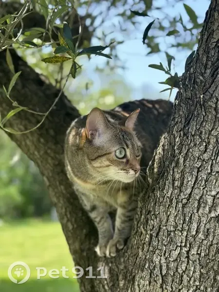 Chat sauvage Lilou perdu à Fouesnant - photo