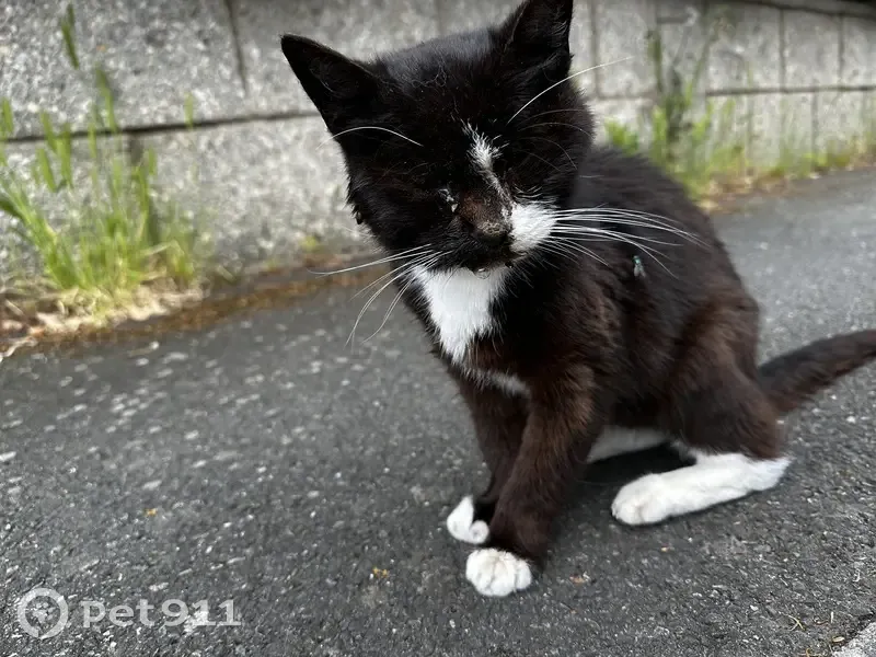Chat blessé et maigre trouvé - photo
