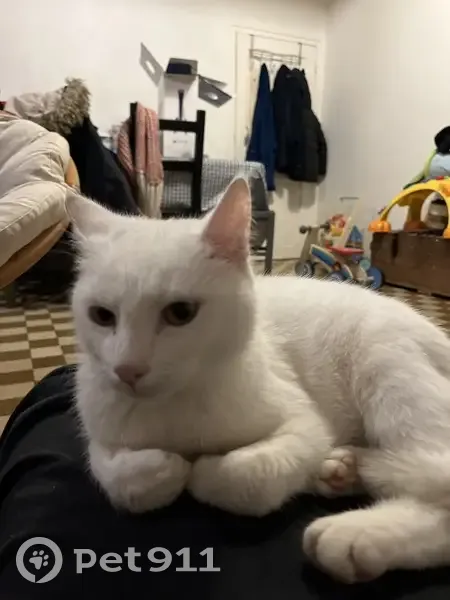 Chat perdu à Aurseulles - photo