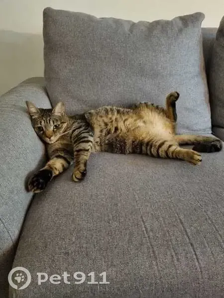 Chat tigré perdu à Escalquens - photo