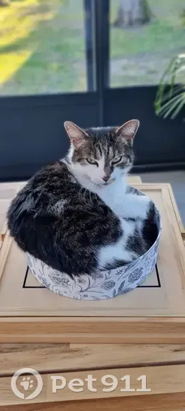 Chat sans queue perdu à Villiers - photo