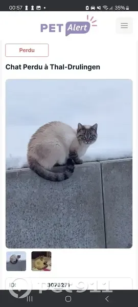 Chat siamois perdu à Thal-Drulingen - photo