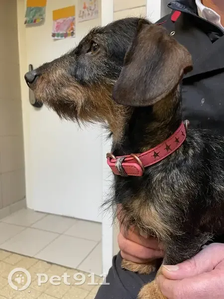 Chienne teckel perdue à Sainte-Marie - photo