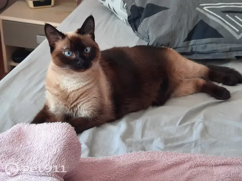 Chatte siamoise perdue à Nanteuil - photo