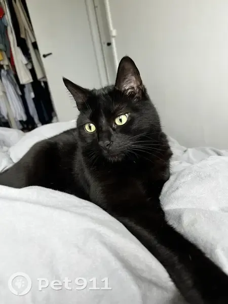 Chatte Nala perdue à Paris - photo