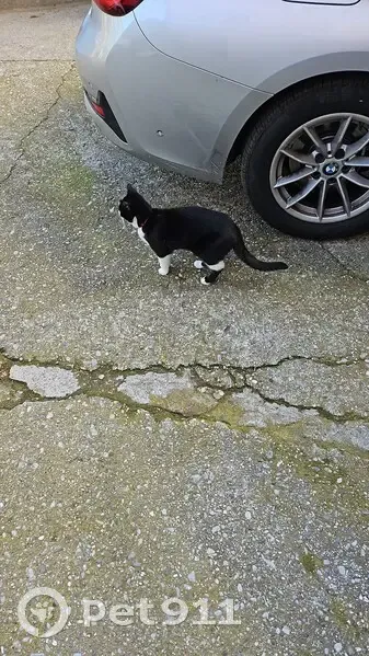 Chatte noire/blanche perdue - photo