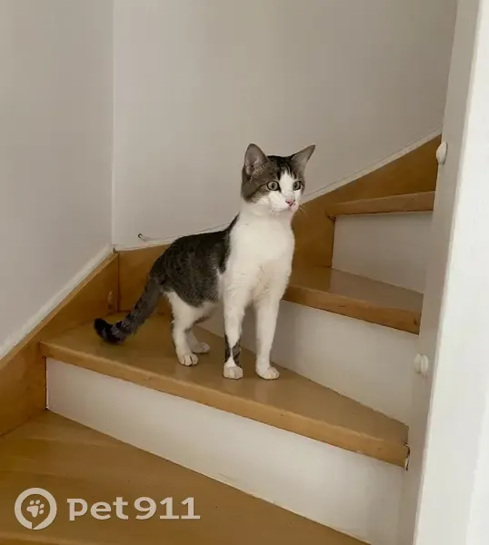 Tsuki, chat blanc/tigré échappé - photo