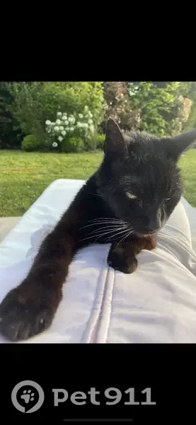 Chat Noir âgé Perdu à Chavenay - photo