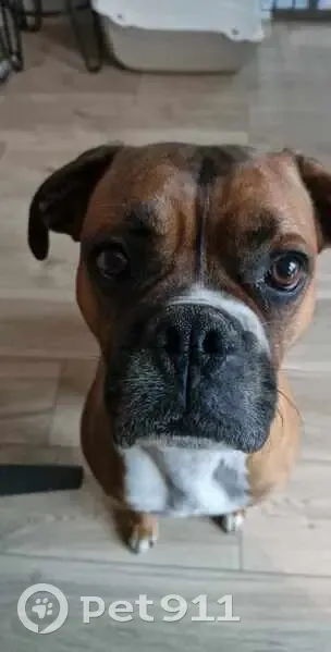 Rony, Boxer perdu à Bosgouet - photo