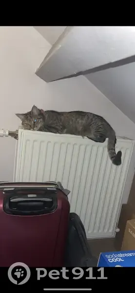 Chatte Nana disparue à Sarcelles - photo
