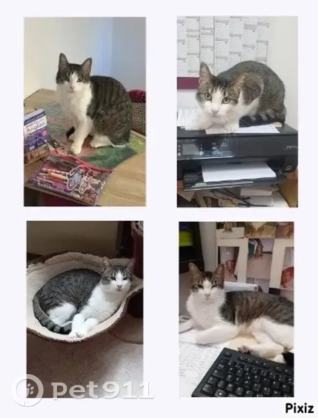 Chat Roméo disparu - Urgent - photo