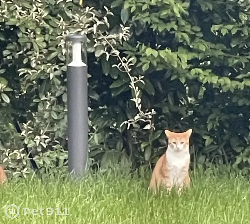 Chat roux et blanc perdu à Froeninguen - photo