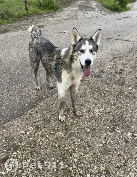 Husky gris-blanc perdu trouvé - photo