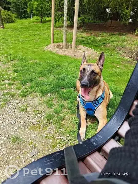 Alerte: Malinoise perdue à Arenthon - photo