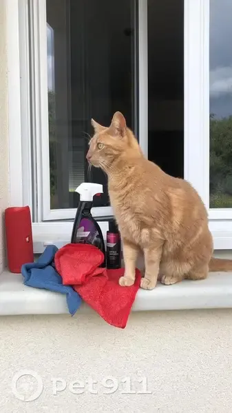 Chat roux perdu à Treffieux - photo