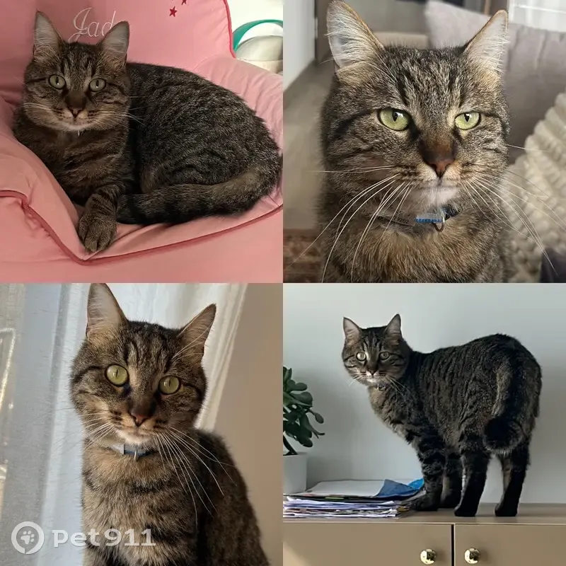 Chat Ratzou disparu à Oberhausbergen - photo