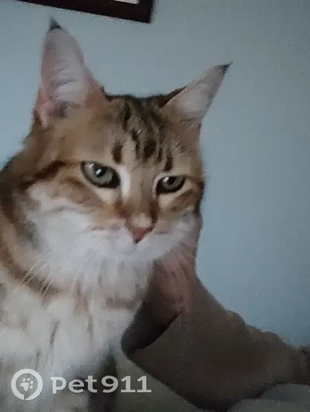Emy, chat disparu à Tulette - photo