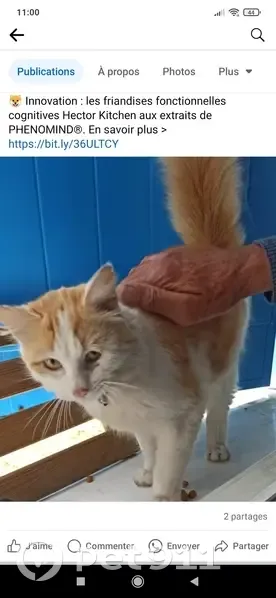 Chat sociable trouvé à Mimizan - photo