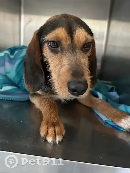 Chien égaré déposé à St Martin - photo