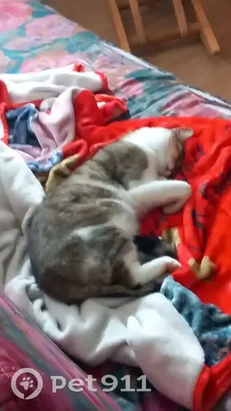 Chat Européen Gris et Blanc Perdu - photo