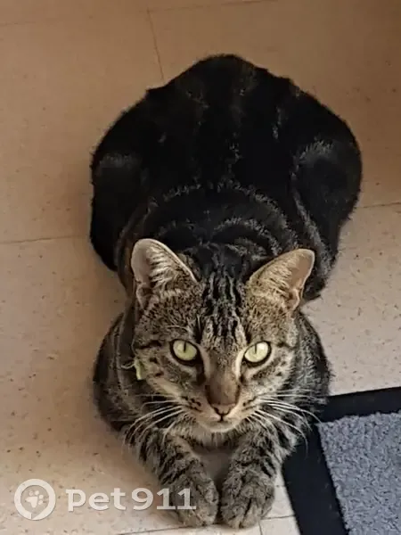 Chat tigré perdu à Loupiac - photo