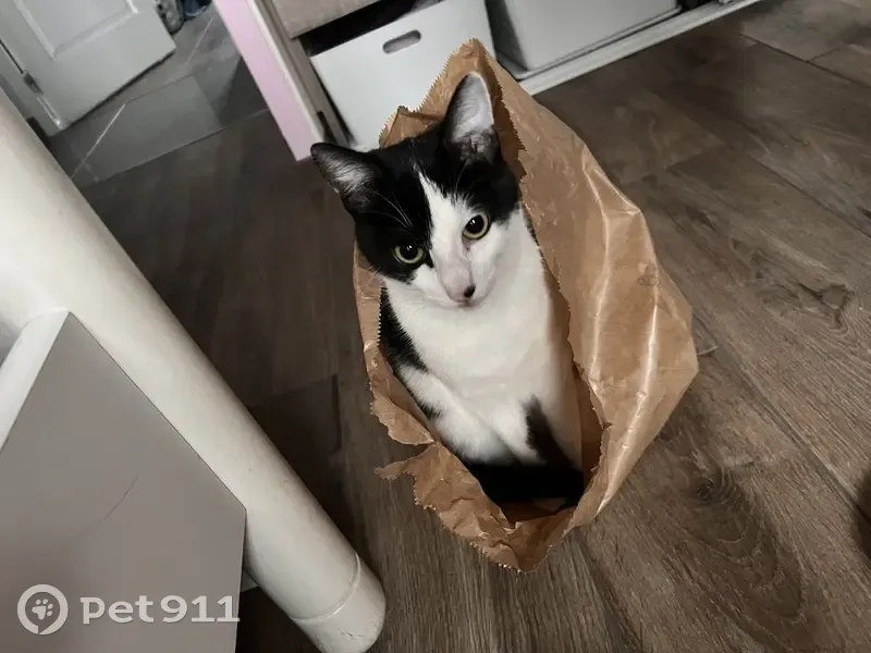 Chaton perdu à Veauche le 21 mai - photo