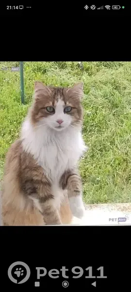 Avis de recherche: Chat perdu - photo