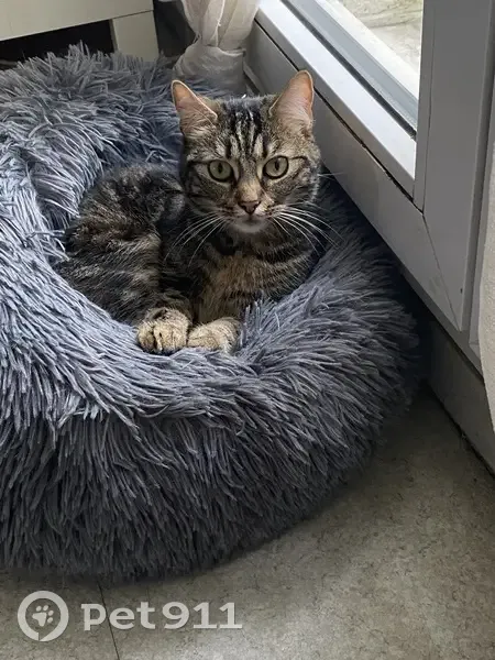Sia, chatte perdue à Brie - photo