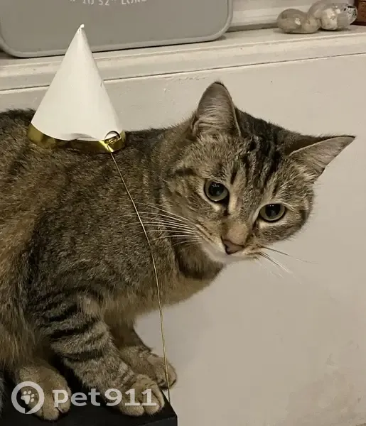 Recherche SushiE, chat perdu - photo