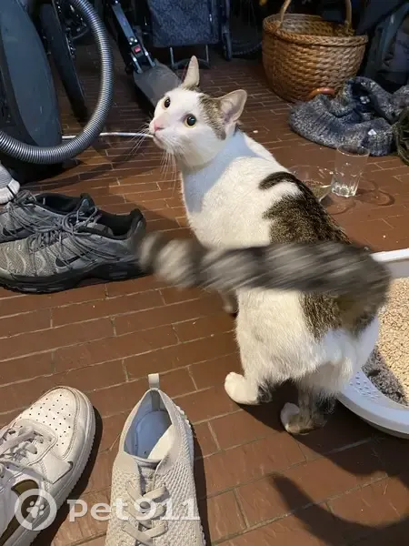 Chat tigré blanc trouvé à Nancy - photo