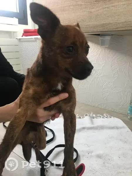 Chihuahua marron perdu trouvé - photo