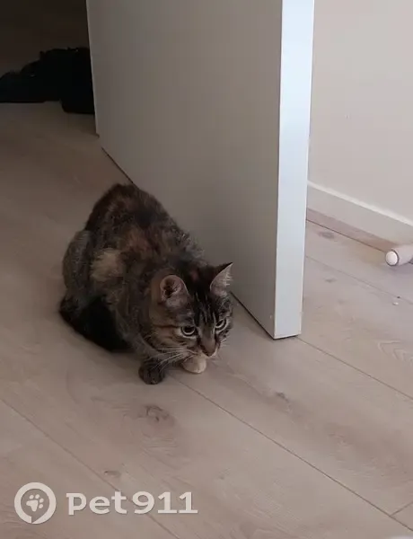 Chaton affectueux trouvé à Lyon - photo