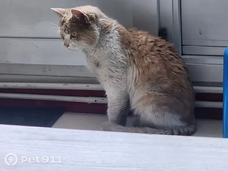 Chat roux et blanc égaré - photo