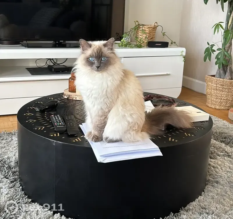 Chatte Ragdoll perdue - Chambourcy - photo