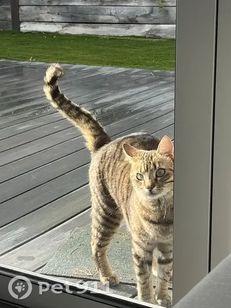Chat perdu à Vertou, 7B Faubretière - photo