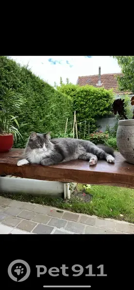 Chat gris et blanc perdu à Ozoir - photo