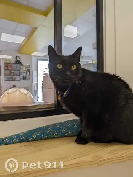 Chat européen malade perdu à Sanary - photo