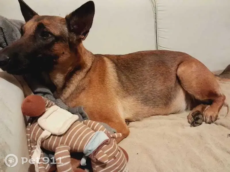 Chienne douce cherche foyer - photo