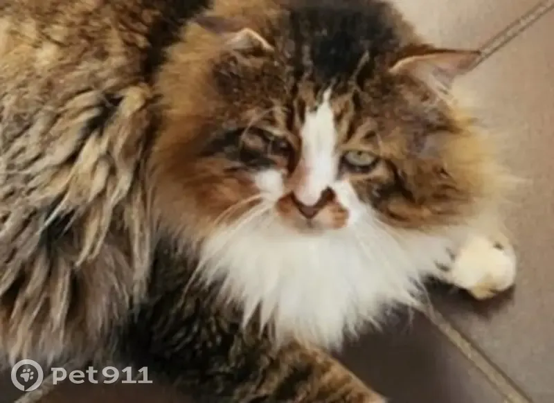 Chat tigré long perdu à Pessac - photo