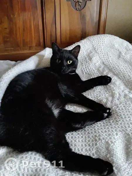 Chat noir perdu, yeux dorés, Guéret - photo