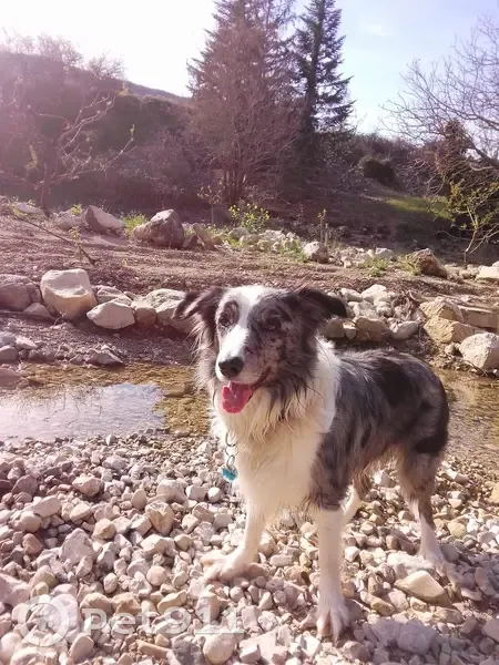 Appel: Border Collie Diego perdu - photo