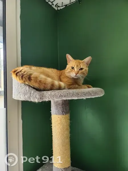 Chat roux tigré blessé trouvé - photo