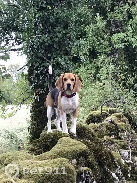 Beagle Perdu: Le Bastit, 2,5 ans - photo
