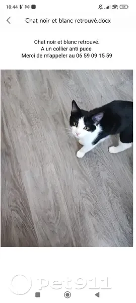 Chat noir/blanc trouvé à Reims - photo
