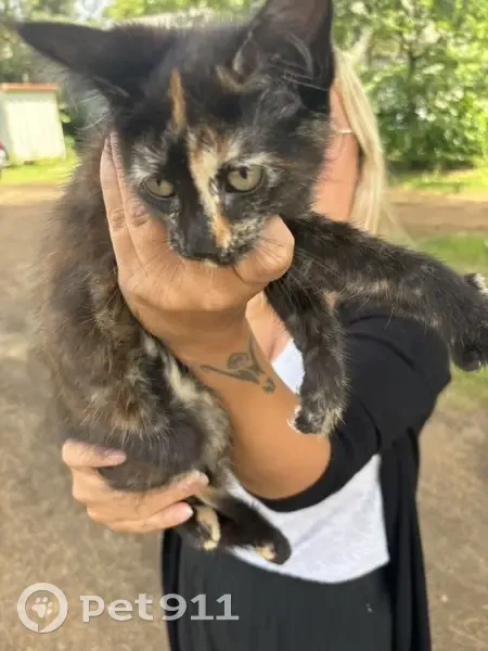Chaton trouvé à Saint-Pierre-du-Mont - photo