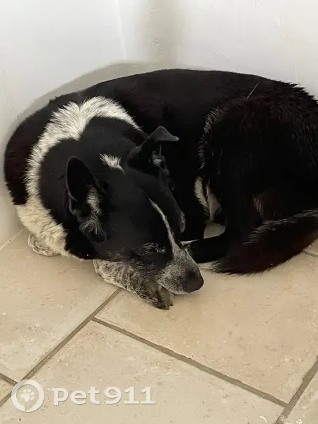 Chien border collie perdu à Apt - photo