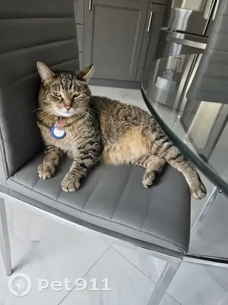 Mitsou, chat gris perdu à Laval - photo